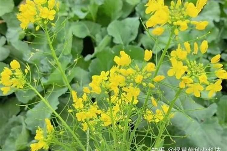 种植生姜该施什么肥料