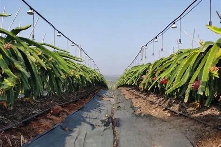 火龙果果实膨大需要什么肥料？叶枯叶霉病如何处理？专用叶面肥有哪些品...