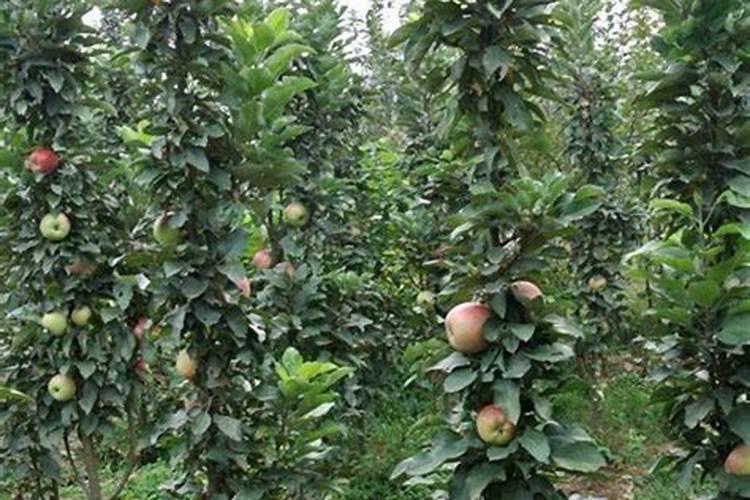 春季怎样给苹果树施肥？都哪些肥料？