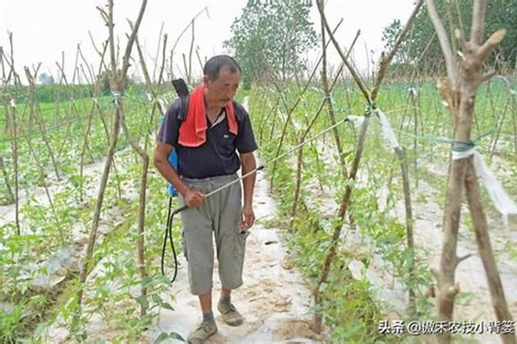 豆角到了末期又开了一次花能不能补充液态氮肥？