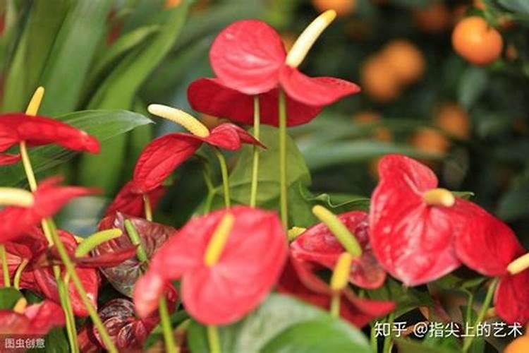 红掌花浇什么肥料合适