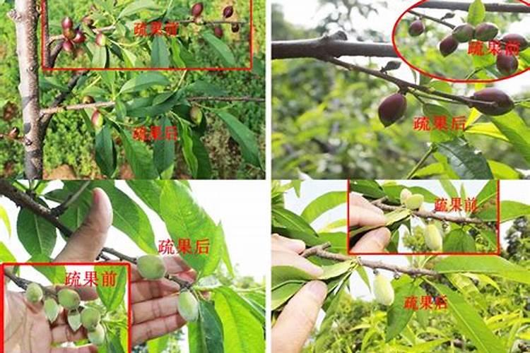 桃树什么时候施肥最好 桃树的施肥时间