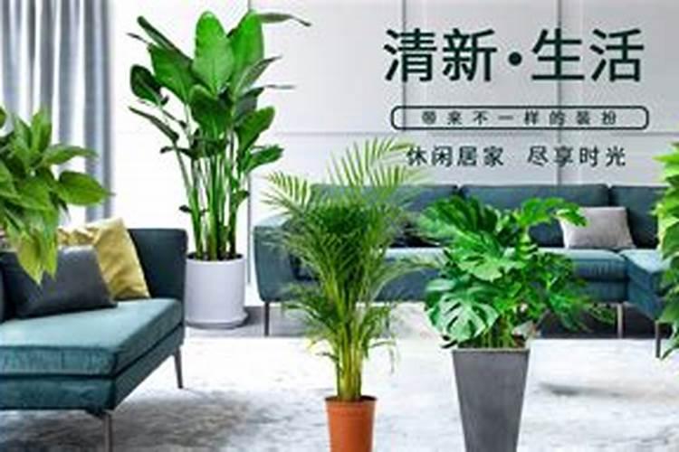 叶面肥10大品牌