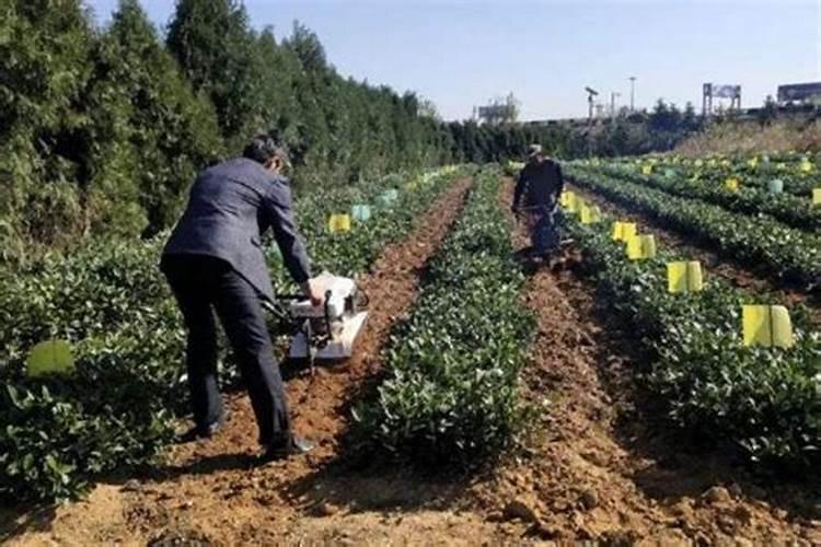 种植豆类施肥方法及注意事项 豆类施肥方法及注意事项