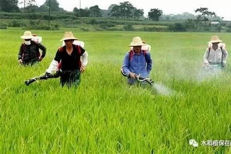 什么叶面肥使叶片变厚 什么叶面肥效果最好