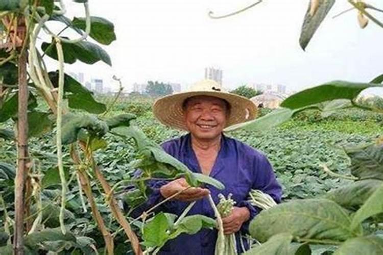 种植豆类用什么比例的复合肥,一亩用多少