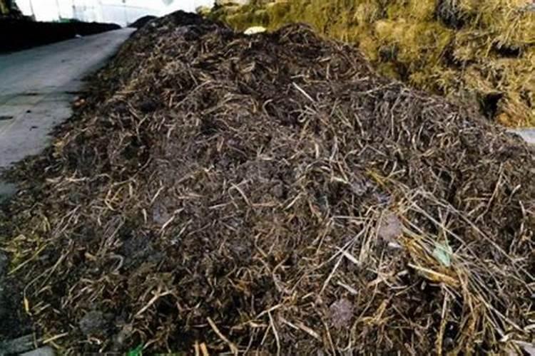 落叶直接埋土里能做肥料吗 树叶如何发酵做成养花肥料