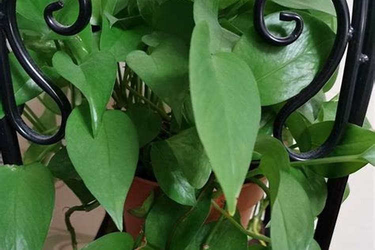 多浆类植物专用液体营养液可以浇绿萝虎皮兰花吗？