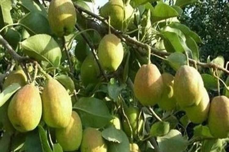 梨树什么时候施肥料最好