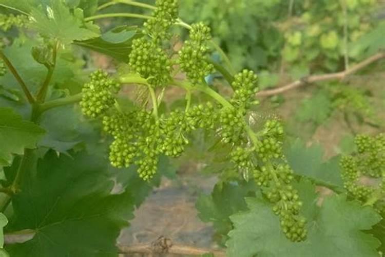 用什么药促进花芽分化