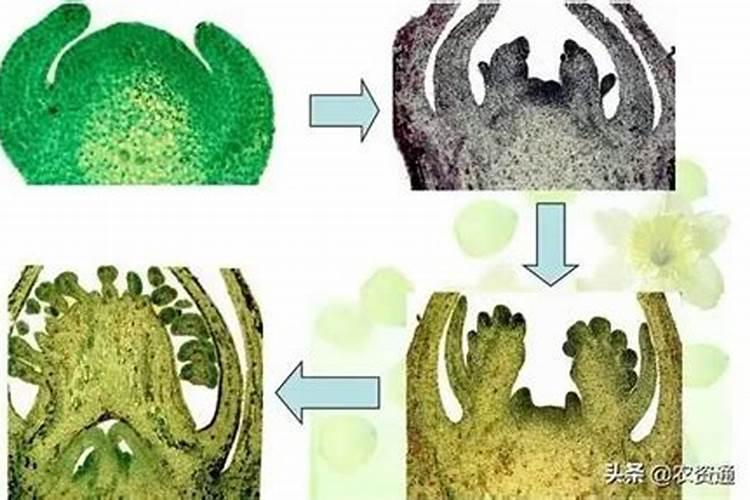 荔枝花芽分化期施什么肥、荔枝施肥管理技术