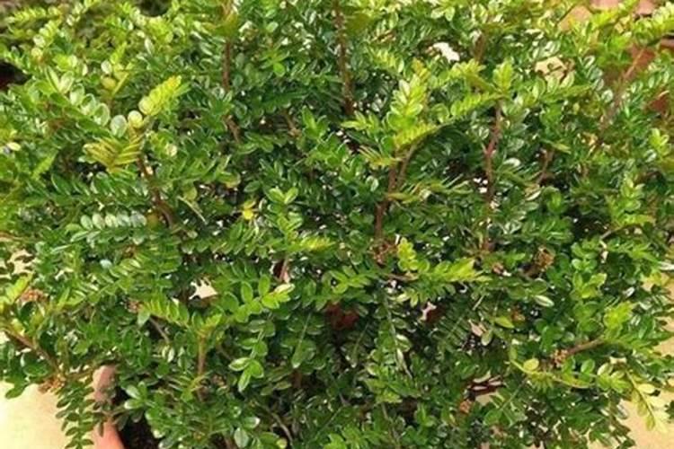 黄芪怎么除草,要用什么除草剂？ 黄芪在什么温度下除草最安全？