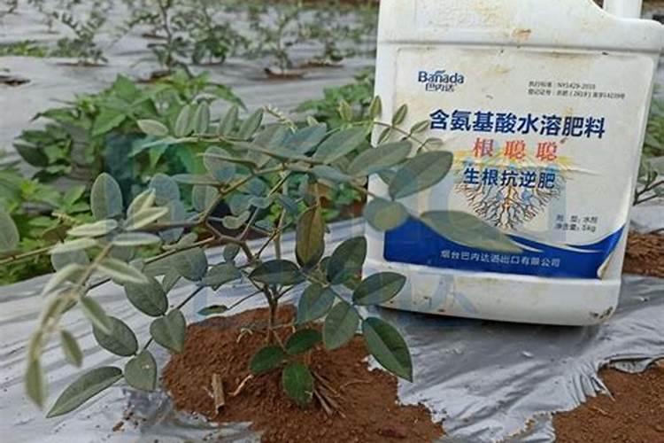 种植山豆根能用羊粪吗？