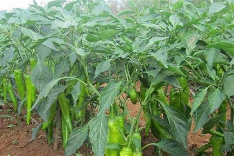 水稻化学除草方法有哪些 水稻养殖技巧