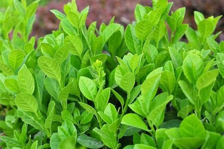 樱花能用含氯化肥吗