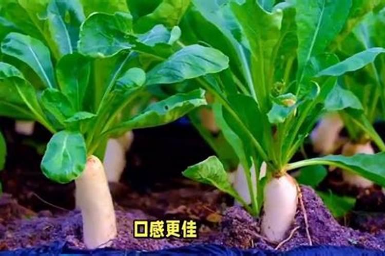 白萝卜为什么会黑心？