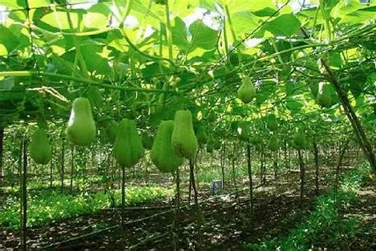 花生喷施硼肥的最佳时间 什么时候喷施最好