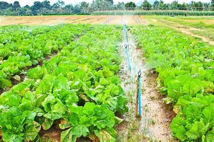 大豆叶面肥的喷施技巧