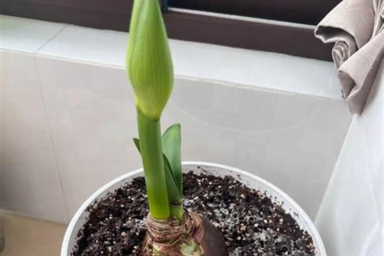 经常养花的你知道怎么施肥吗？