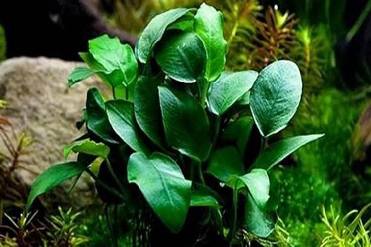 大叶榕和小水榕区别