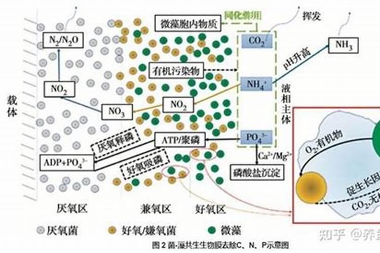 西瓜汁浇花可以吗