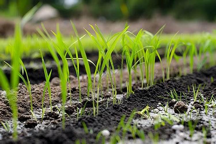 秧苗插下去十五日施什么肥