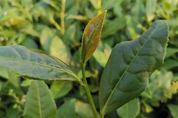 八月瓜下山种植所需肥料
