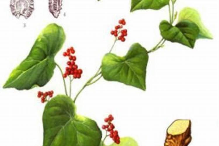 大豆田内扫帚菜怎么防治？
