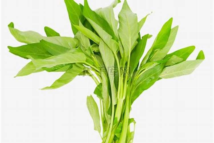 空心菜施什么肥长得快