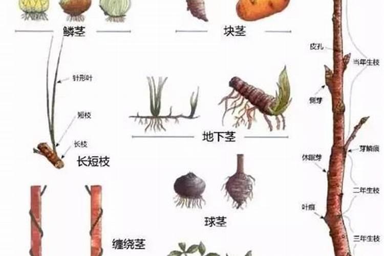 水管放出的水能不能直接浇花