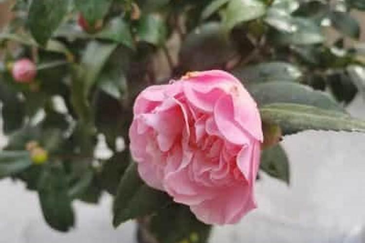 茶叶多久才可以浇花施肥