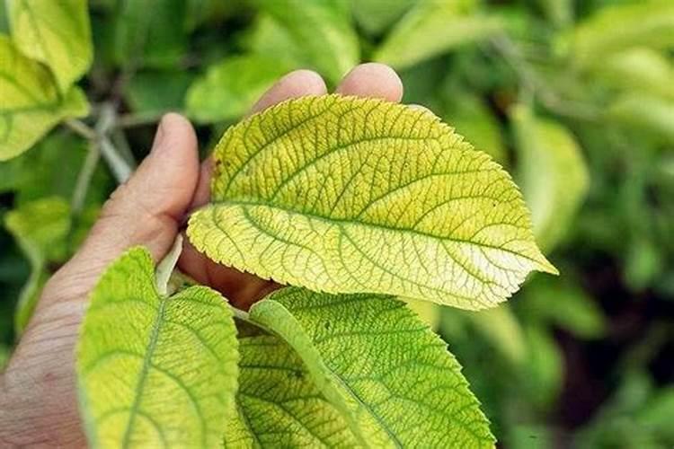植物叶子发黄缺什么肥料