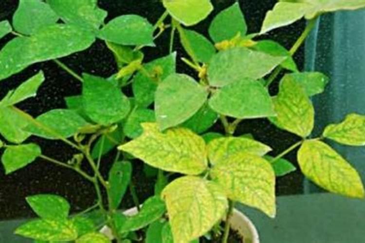 植物叶片发黄是缺什么肥？