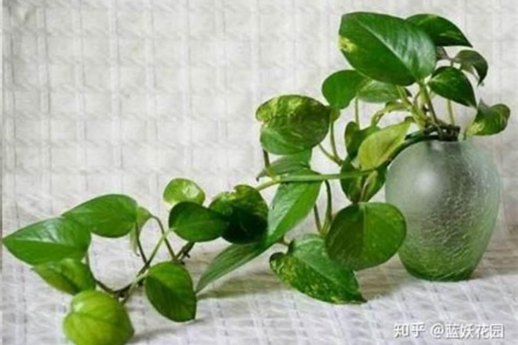幸福树多久浇一次水好 需要注意什么