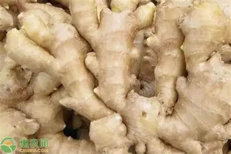 生姜种植用什么肥料最好