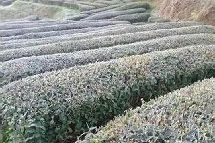 茶树防寒抗冻技术措施 茶树养殖需要注意什么