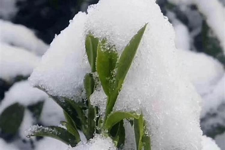 专家详解花卉苗木茶叶抗冻措施