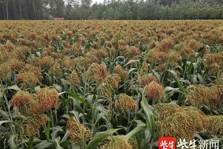 高粱移栽后几天施肥？