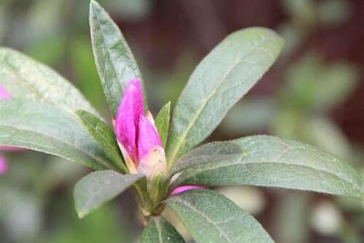 如何防止白菜类蔬菜出现肥害？