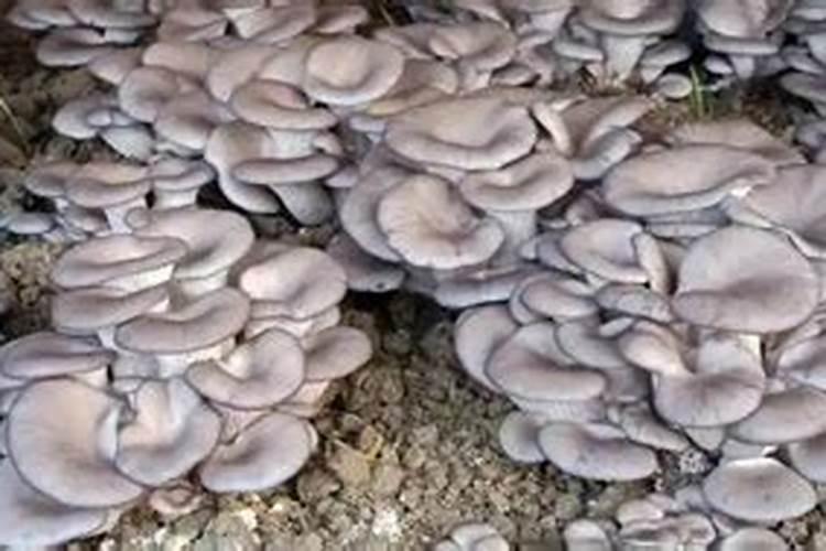 平菇高粱原种里面加多少磷酸二氢钾合适？