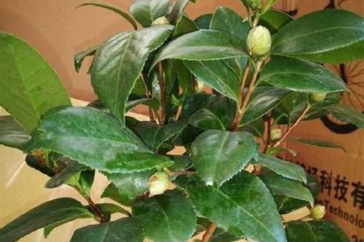 茶花移植以后多久施肥