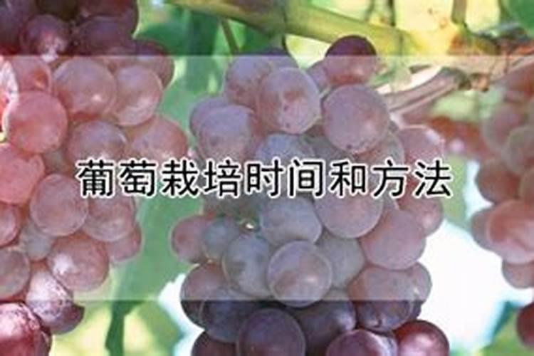 春天葡萄树怎么施肥 春天葡萄树如何施肥