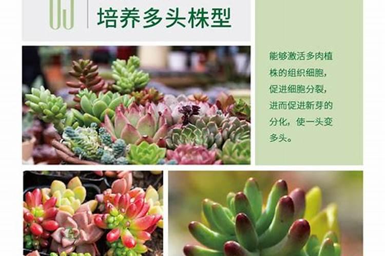 多肉植物用什么肥料比较好