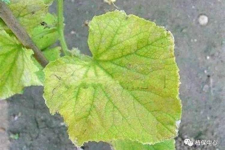 蔬菜施肥过量出现的生理病害症状