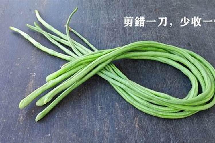 怎么选黄瓜叶面肥？