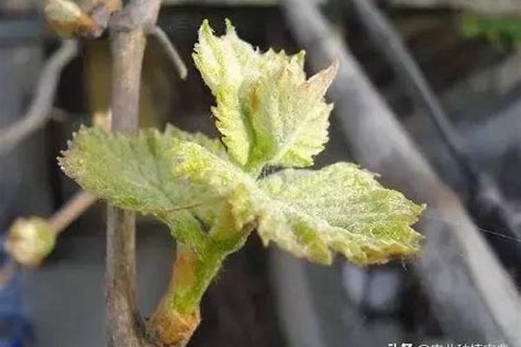 葡萄萌芽期施什么肥 葡萄萌芽期施什么肥好