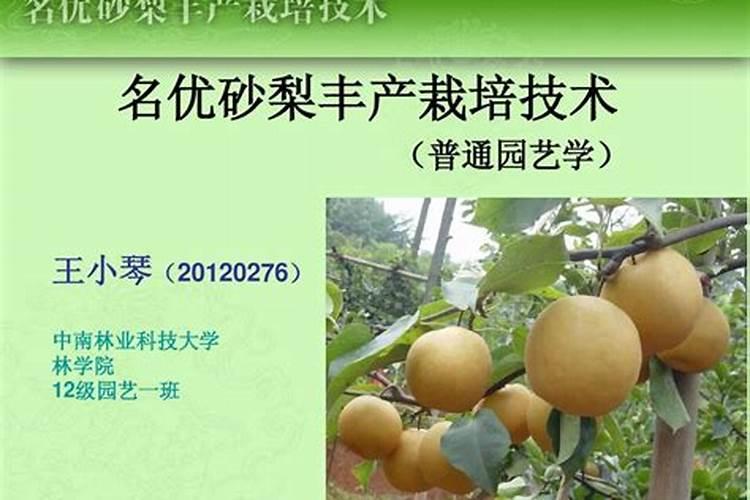 什么原因导致沙梨发生缺硼症状的？