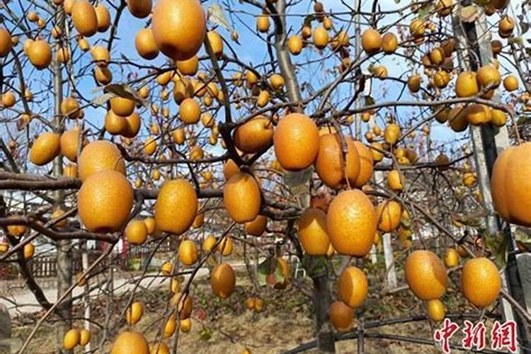梨绝大多数原产于中国,梨树适合生长在什么样的环境？