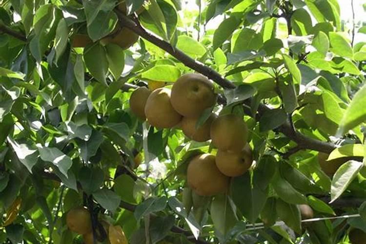 沙梨树有哪些需肥特点？