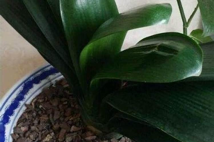 君子兰叶面肥怎么用